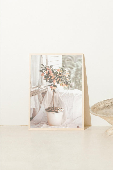 Casa Citrus - FrenzyFrame