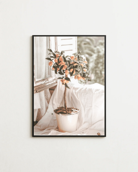 Casa Citrus - FrenzyFrame