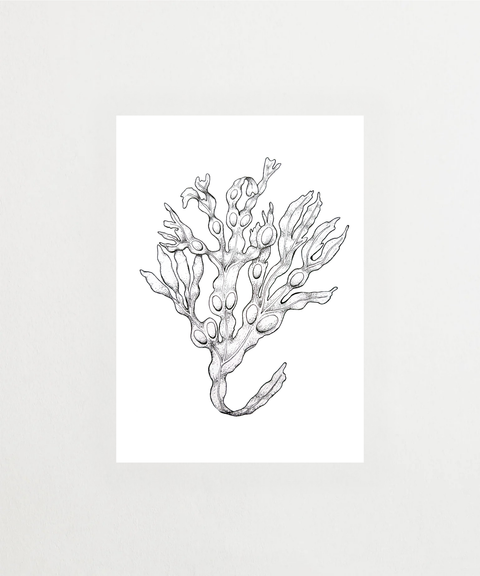 Blåtång poster med botanisk illustration – FrenzyFrame