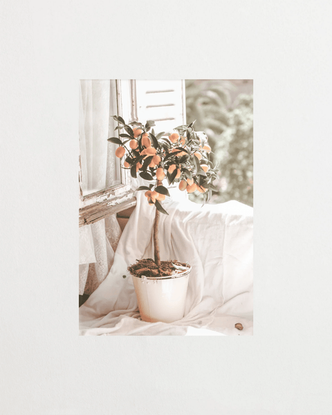 Casa Citrus - FrenzyFrame