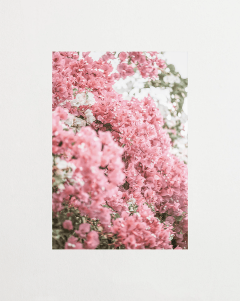 Pink Bloom - FrenzyFrame