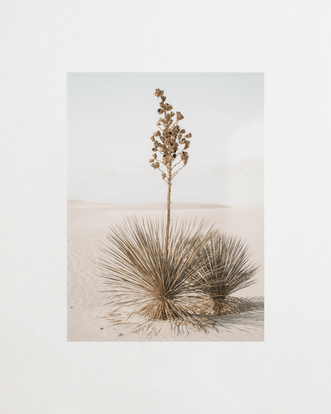 Desert Bloom - FrenzyFrame