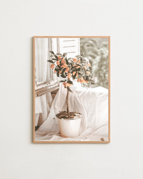 Casa Citrus - FrenzyFrame