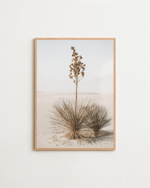 Desert Bloom - FrenzyFrame